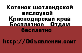 Котенок шотландской вислоухой - Краснодарский край Бесплатное » Отдам бесплатно   